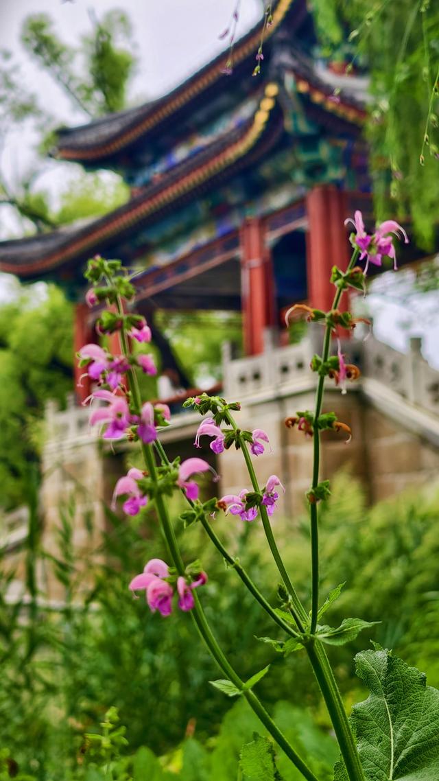 雨中的颐和园：仿佛置身于烟雨江南