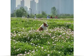 人少景美的惊艳花海！把长沙让给游客，本地人都来这里赏花了图片