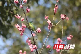 张家界市武陵源区：鸟语花香春意浓（组图）图片