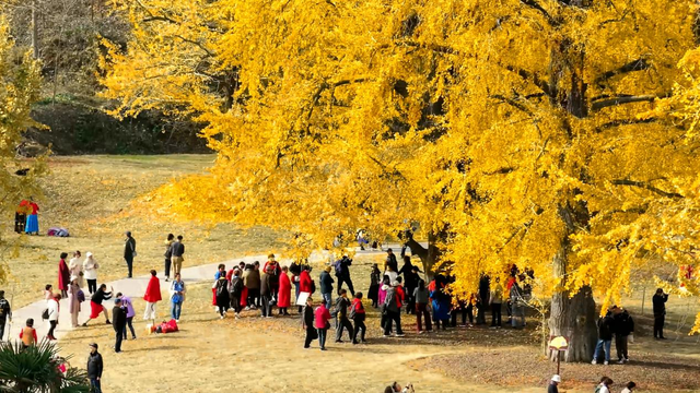来一趟随州，真是三生有“杏”！