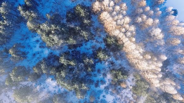 黑河市爱辉区：林海雾凇入画来