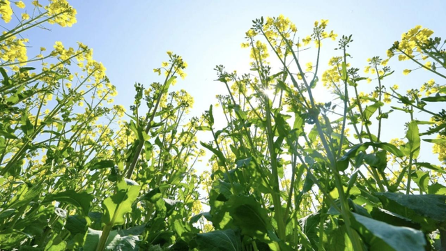 苏州昆山：花开正好时，一枝阅尽江南春