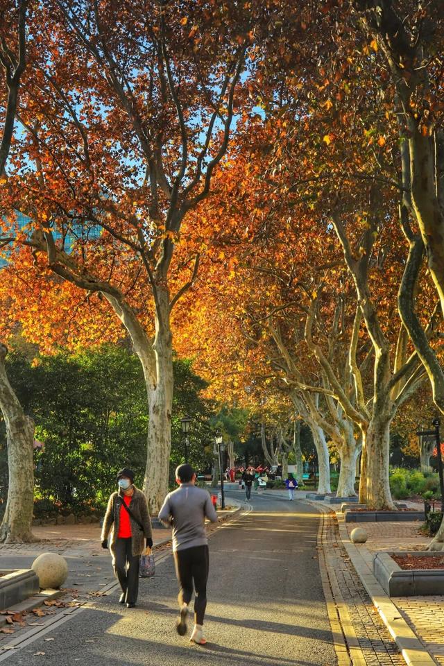 长宁的秋叶，红得醉人……