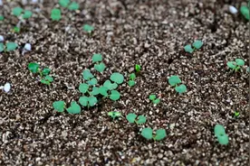 上海26种植物上天入地后开盲盒，“有益款”概率仅千分之三？图片