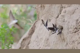 北京永定河畔，崖沙燕又回来了！图片