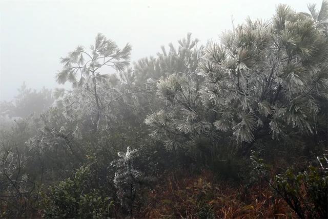 闽侯大湖雨凇美景“限时返场”