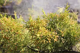 北京花粉浓度上升较快，过敏患者：出门眼睛就红肿，戴护目镜和口罩才缓解图片