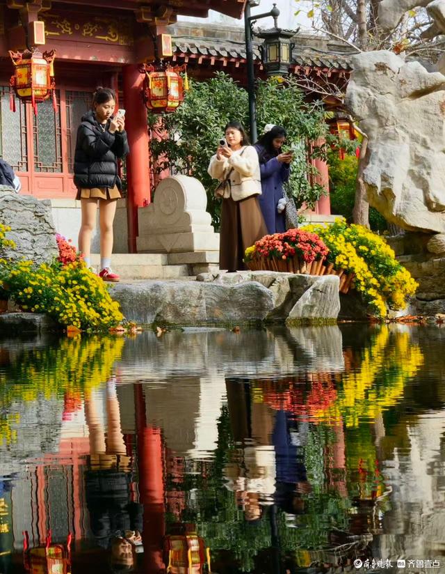 初冬暖意融融，快来趵突泉看菊花展