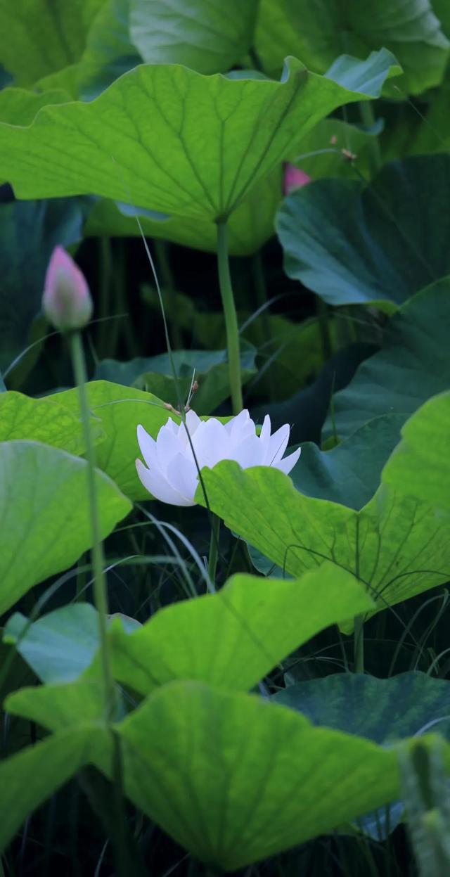 “荷”尔蒙爆表，这夏可好了！
