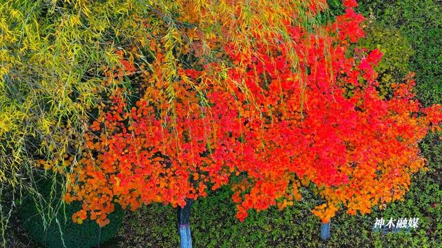 神木滨河新区秋色如画 邂逅诗意生态美景