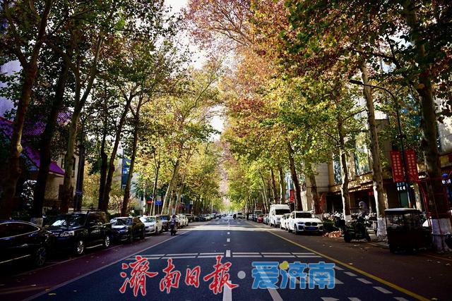 一年四季 泉在济南丨马鞍山路梧桐披“渐变彩裳”，秋末冬初诗意浓