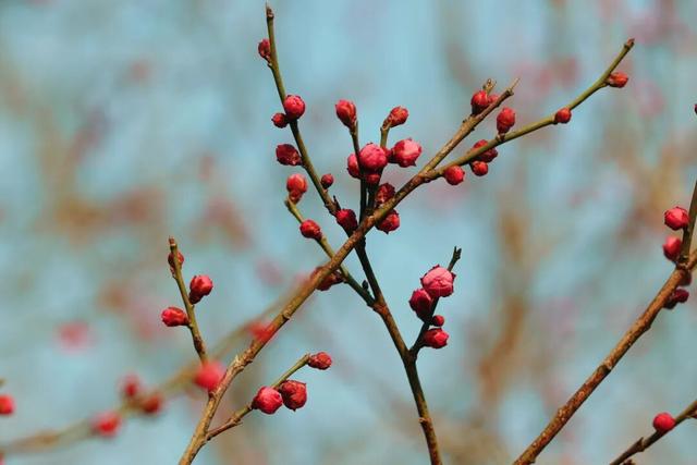 双梅同绽！上海这个公园传来冬日限定芬芳→