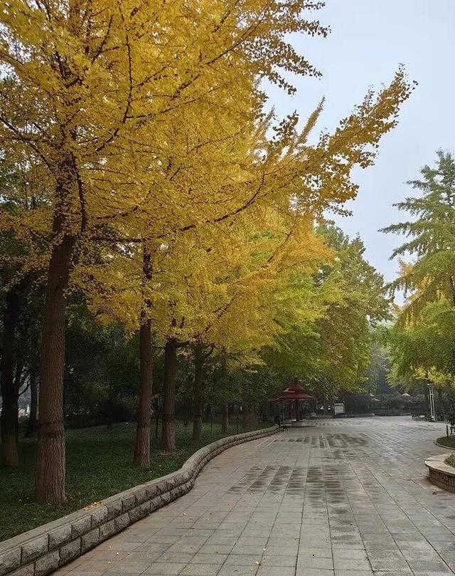 半城金黄！石家庄公园银杏已达颜值巅峰