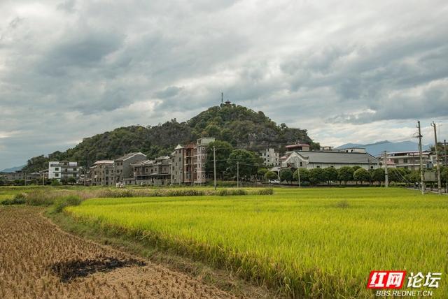 岁暖时刻丨寻访"爱莲说"的诞生地：秋色浸染的道县楼田村
