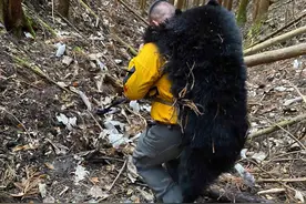 日本“问题熊”频频伤人，人熊冲突何解？图片