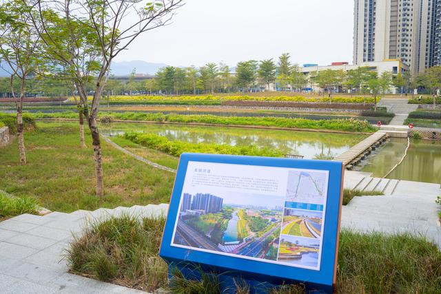 多图｜碧道秋意浓，谢岗镇银湖滨河公园秋景上新