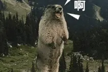 甘肃限定！除了土拨鼠，这些动物也自带“本地户口”图片