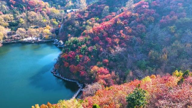 九如山推出“红叶保障计划”，让游客遇见最美风景