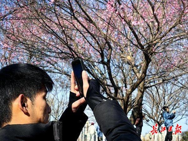 最新公园赏梅地图发布，武汉116座公园可赏梅花