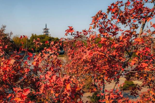 嘉定州桥老街，深秋的画卷正徐徐展开