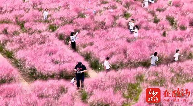 粉黛如烟 醉了金秋！临沂这些“粉色秘境”等你打卡