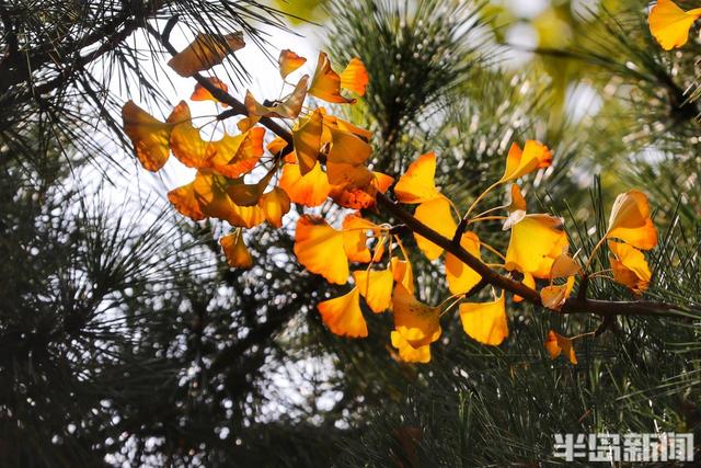 金秋斑斓 公园如画