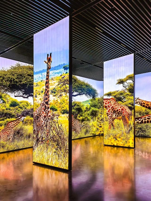 先睹为快！深圳巨型新地标启用，就在明天！