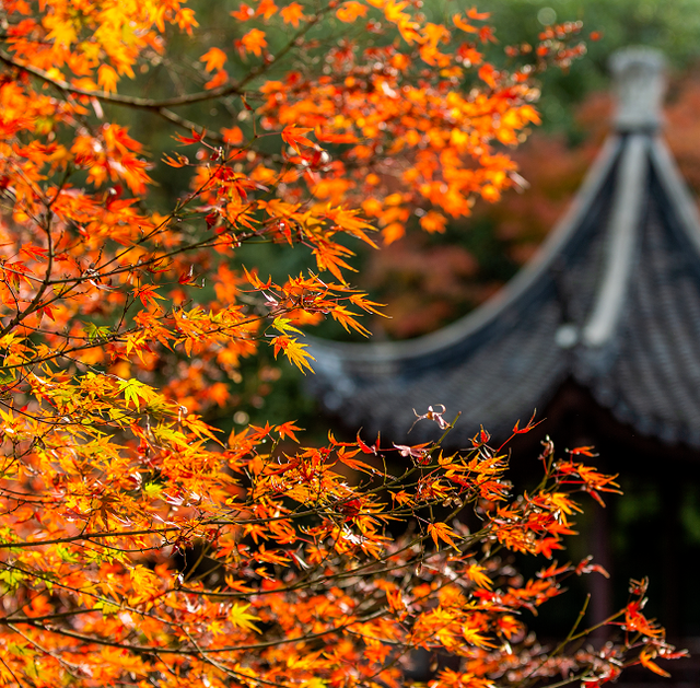 周末去打卡丨红了！吴江追“枫”宝典请收藏