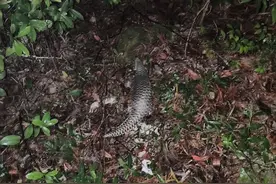 汕头南澳频现中华穿山甲图片