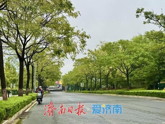 一年四季 泉在济南丨秋雨润奥体 银杏苦楝绘秋景