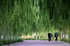 从节水小米到林业碳汇：透视三北工程中的民间力量图片