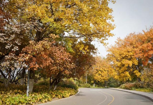 八达岭国家森林公园明起闭园，北京多个公园彩叶变色率过半