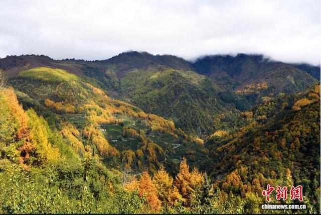 四川汶川：万亩彩林迎来最佳观赏期