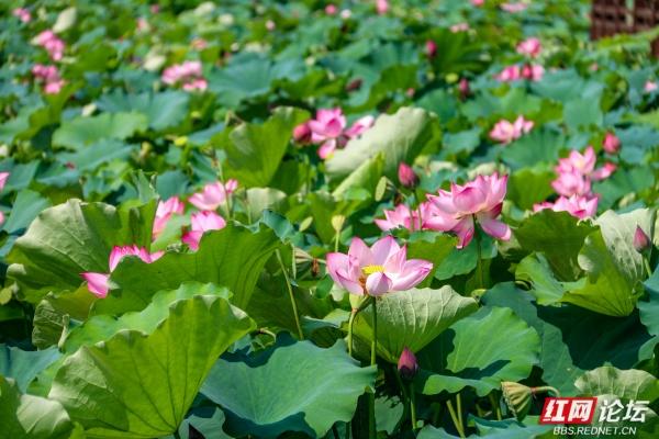 湘南荷韵永州情：那一池乡愁刻进骨子里