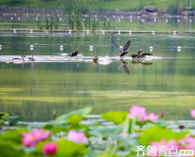 华山湖湿地公园以其优美的自然景观和丰富的生态多样性闻名