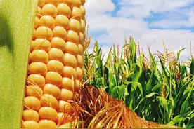 玉米生长期咋管理图片