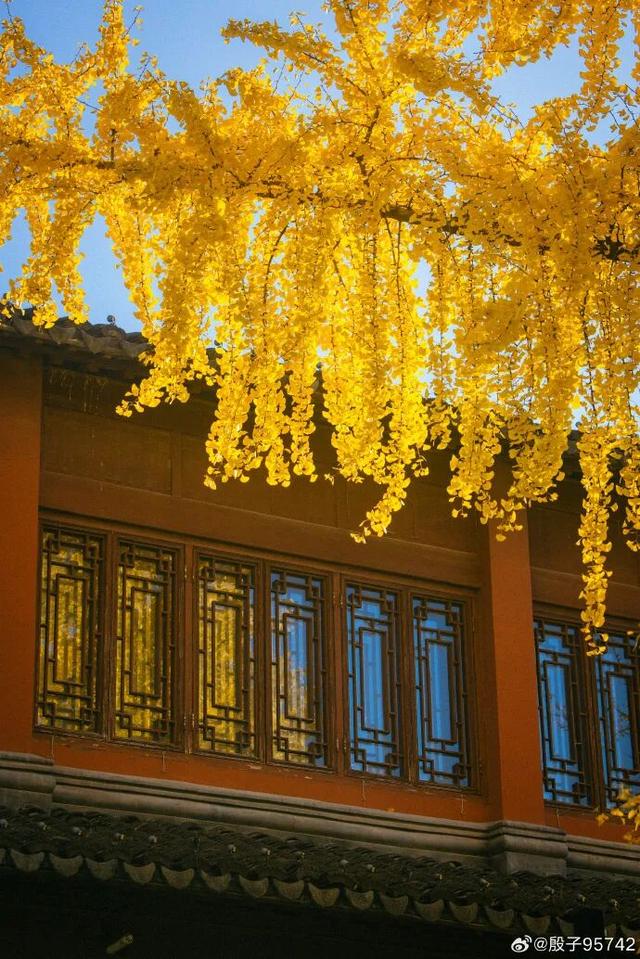 “西红柿炒蛋树”排队？快来秦淮开启“金黄时刻”！