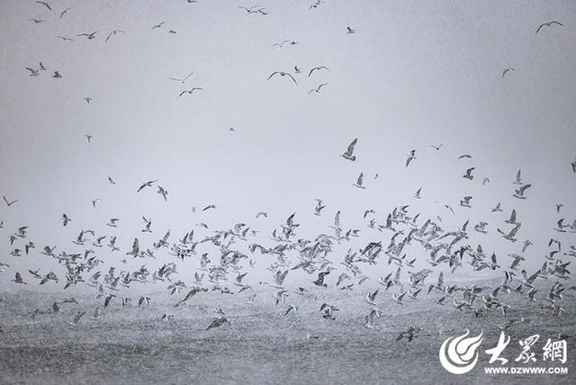 四季予你｜烟台：雪舞海畔，海鸥争涛