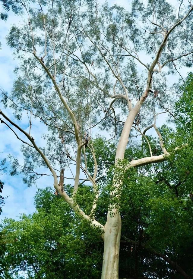 上新！珠海“顶流爱心树”浪漫升级，出片率100%！