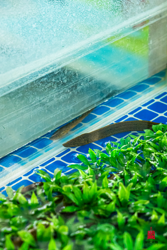 北北亲测！仙桃够味！福利加倍！