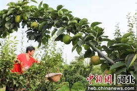 石家庄赵县：新品种梨抢“鲜”上市图片