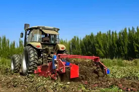 富民添“薯”光！英吉沙县8000余亩红薯迎丰收图片