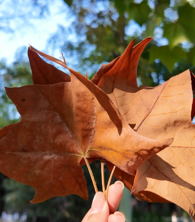 别宅啦！去江陵的街头“捡秋”吧