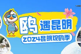 来昆明和可爱的海鸥来一场“鸥”遇图片