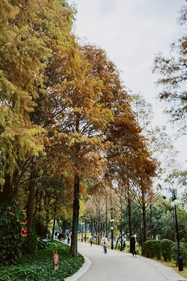 深圳落羽杉！红！了！