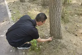 通州区报告一起散发毒蘑菇中毒事件！看见它千万别吃图片