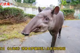《山海经》瑞兽食梦貘原型入住无锡动物园，小名叫“花呗”图片