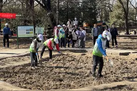 市民海淀公园种下油菜花，植树节营造网红打卡地图片