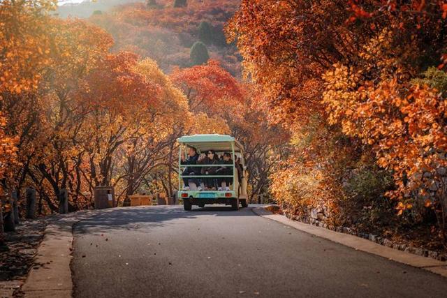 漫山红透！济南红叶谷把秋日色彩玩到了极致