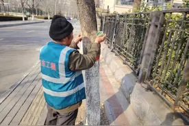 东营区城管局：巧用胶带防治蚧壳虫，守护城市绿荫图片